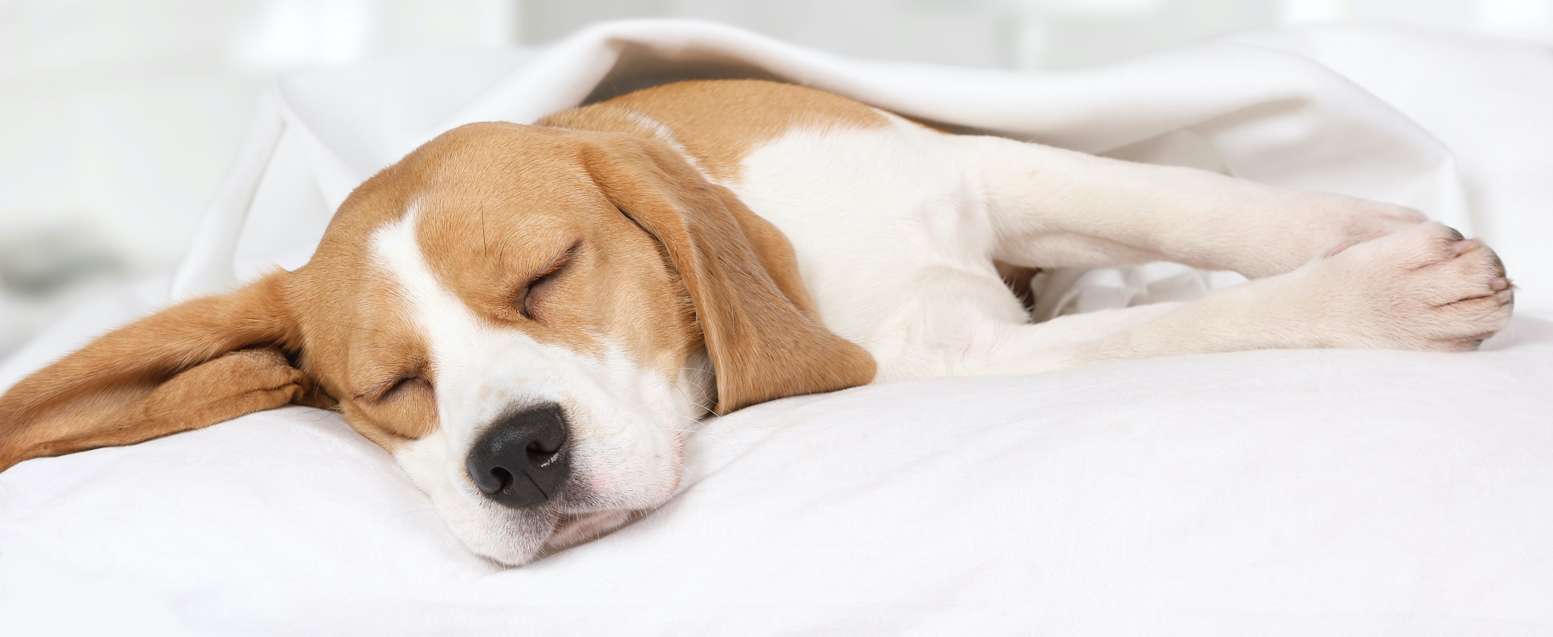 De combien d’heures de sommeil a-t-on réellement besoin ? 