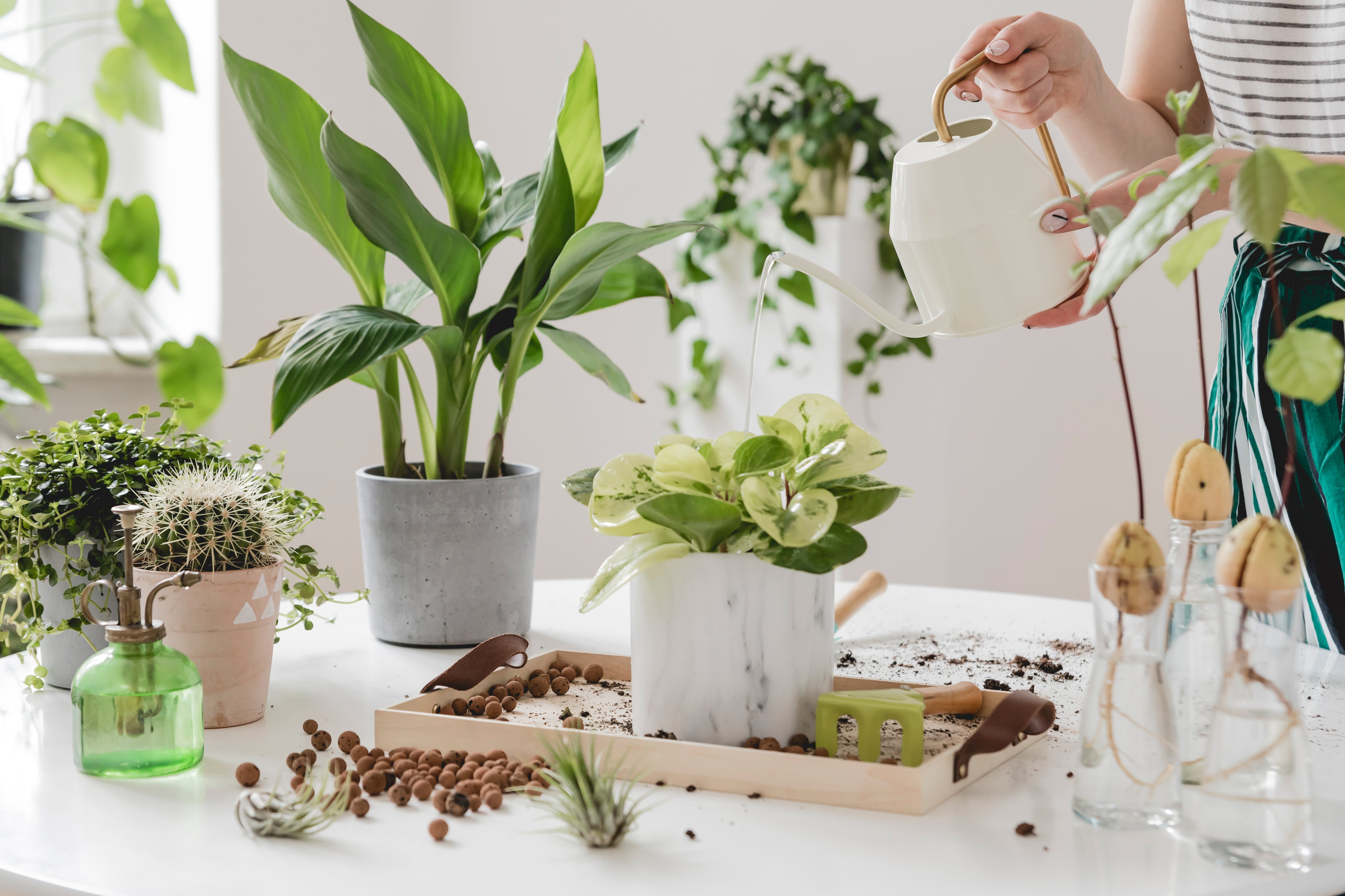 U omringen met planten en ze consumeren is goed voor uw immuniteit