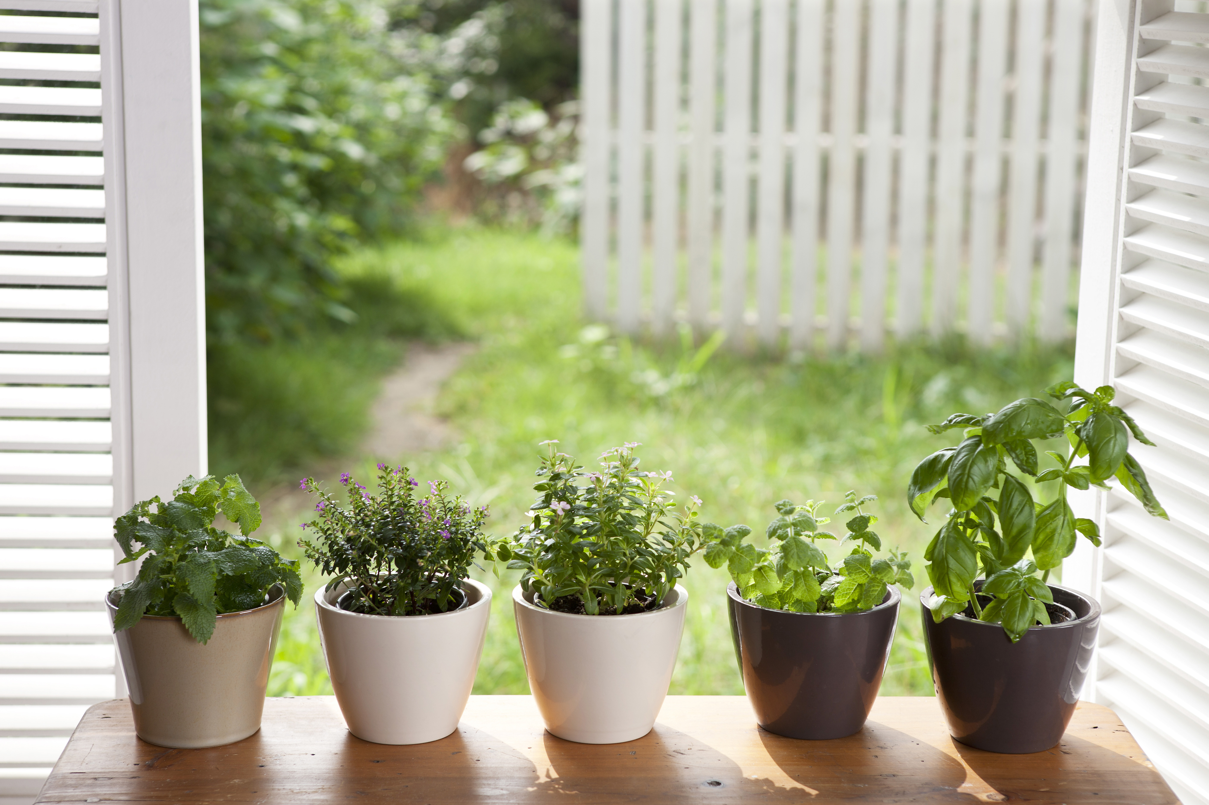 Les bienfaits sur l’immunité des herbes en cuisine